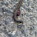 Northwestern Garter Snake