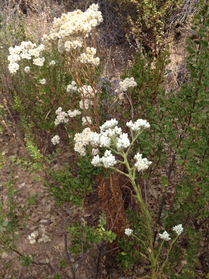 Pseudognaphalium californicum