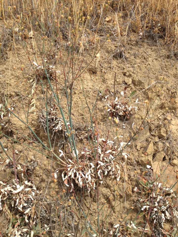 Eriogonum nudum auriculatum