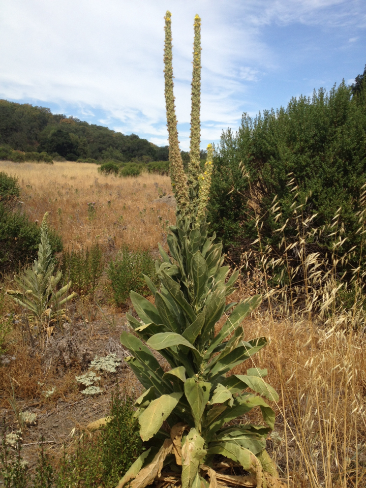 Verbascum thapsus