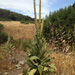 great mullein