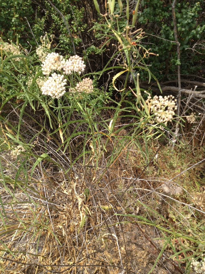 Asclepias fascicularis