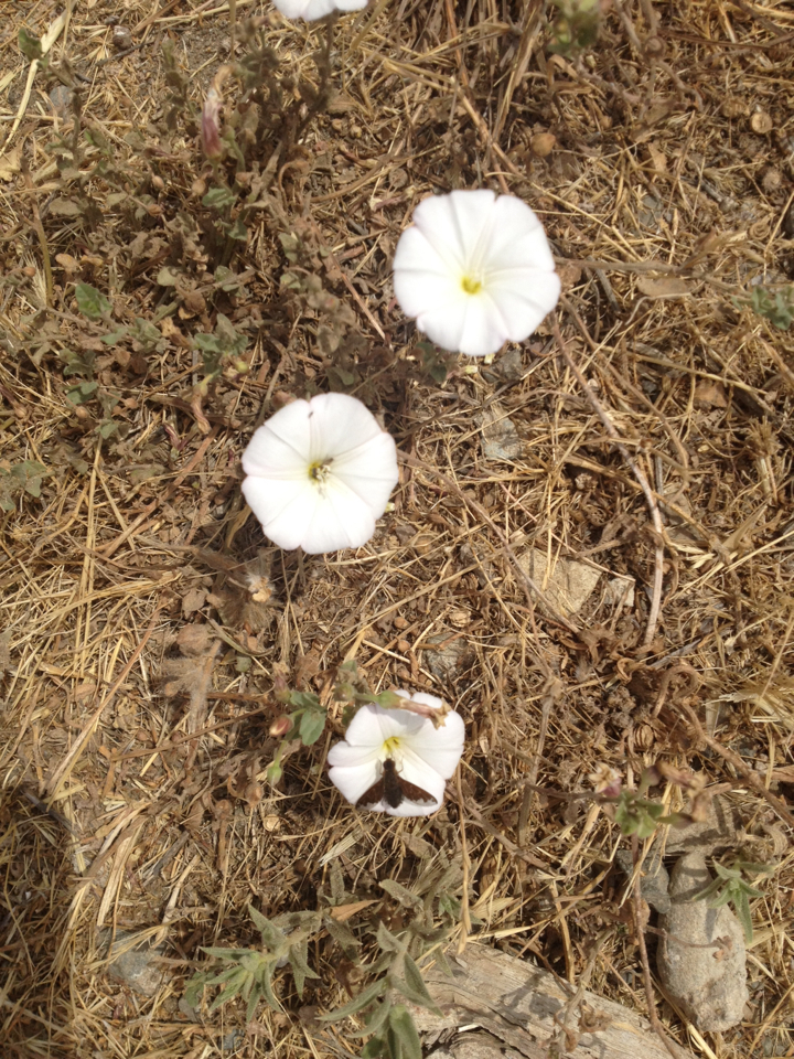 Convolvulus arvensis