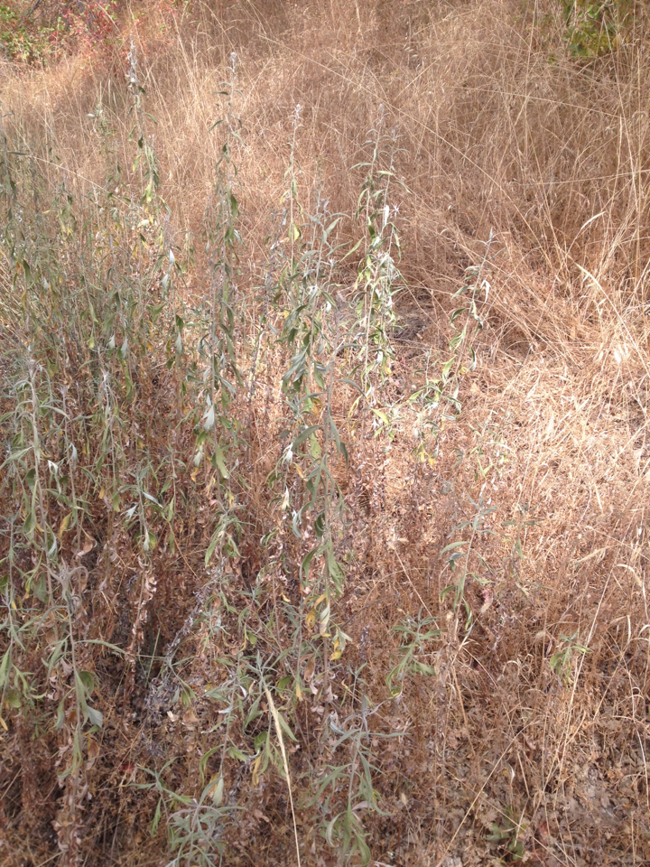 Artemisia douglasiana