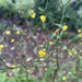 nipplewort