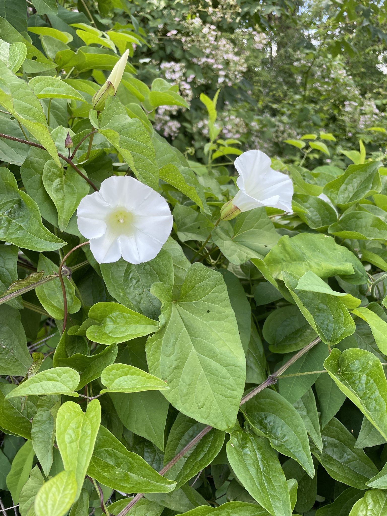 Calystegia silvatica