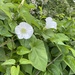 large bindweed