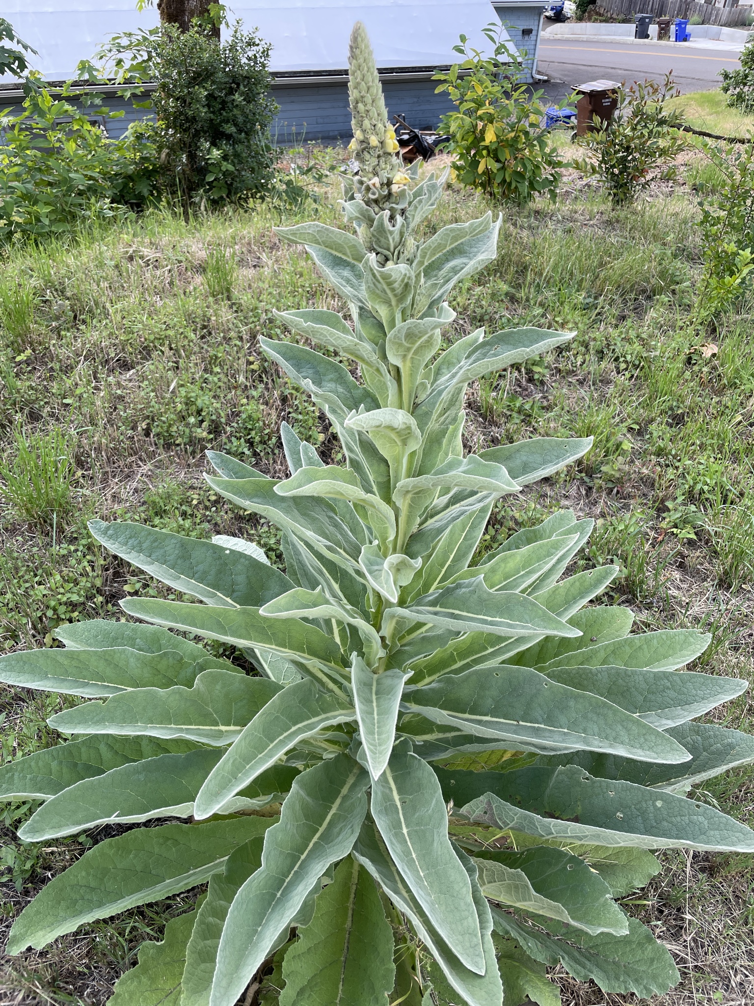Verbascum thapsus