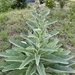 great mullein