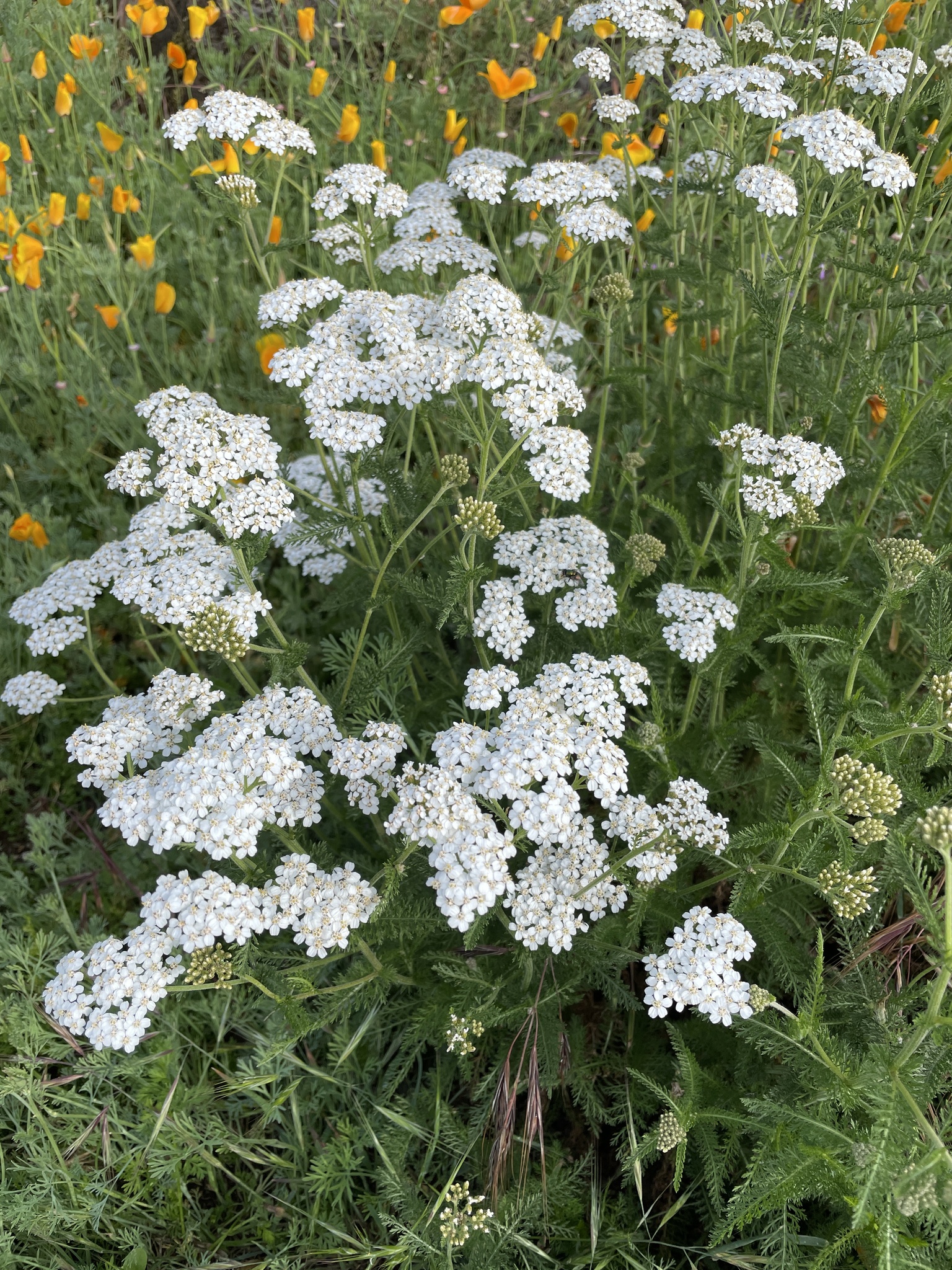 Achillea millefolium