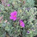 purple pink Cistus clade