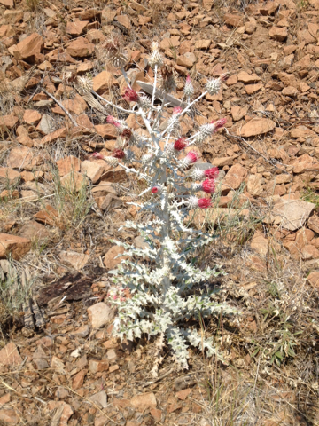 Cirsium occidentale