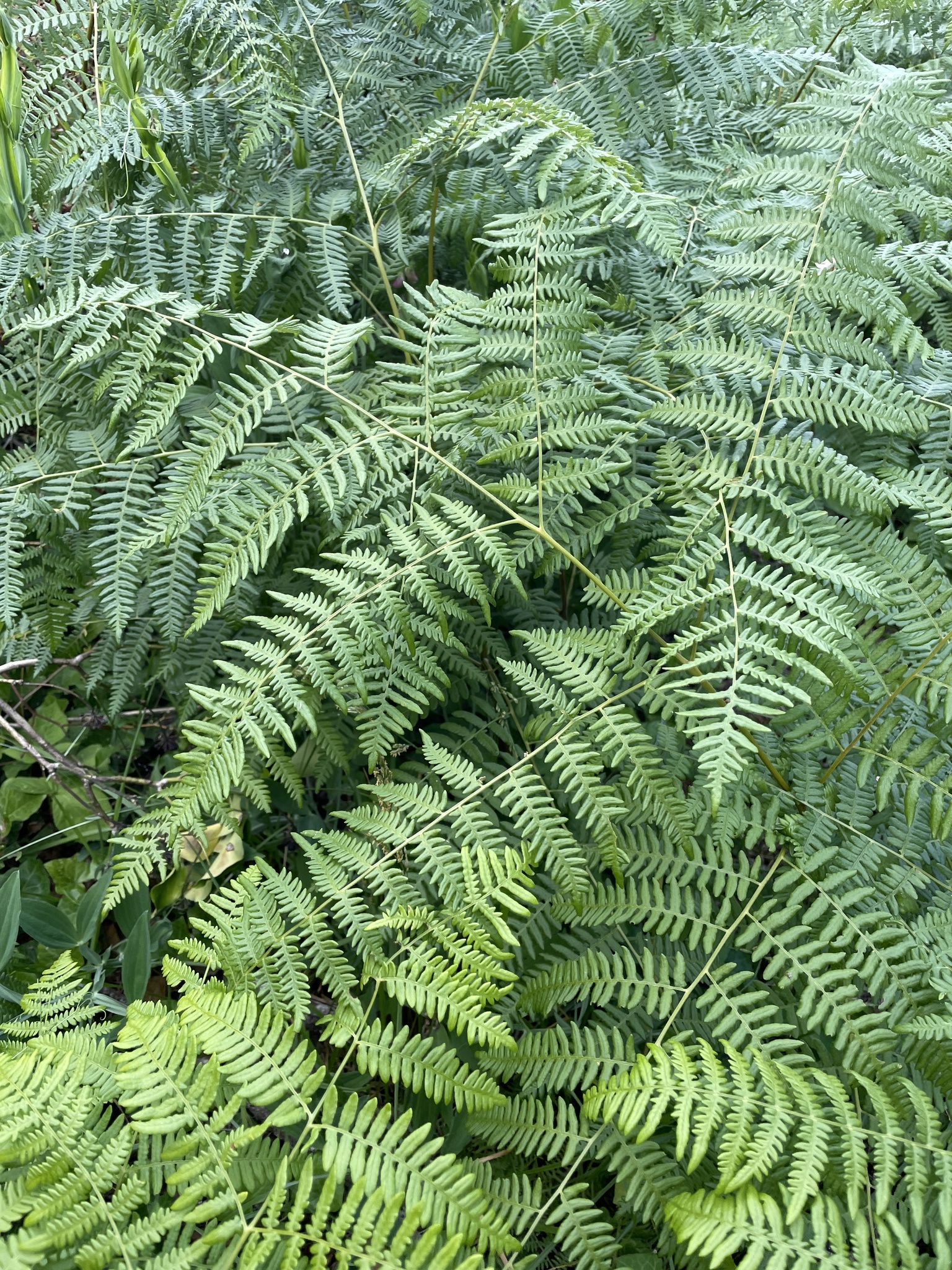 Pteridium aquilinum