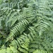 common bracken