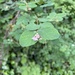 Common Snowberry