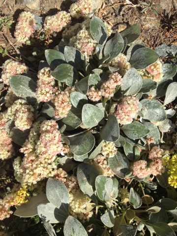 Eriogonum