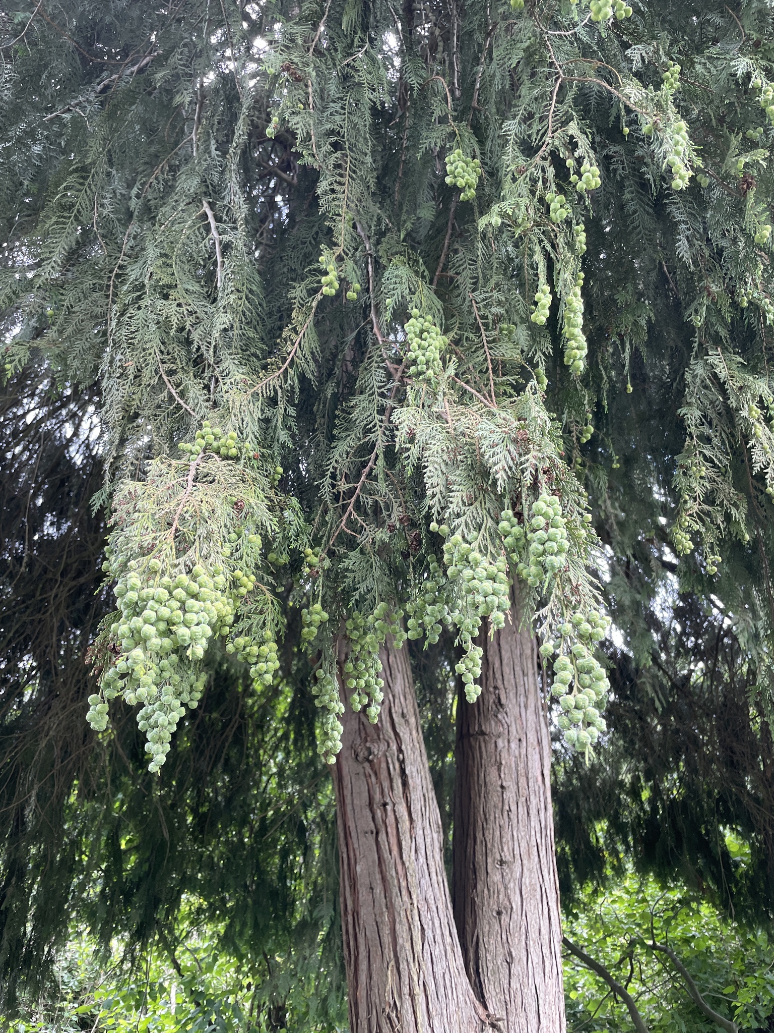 Chamaecyparis lawsoniana