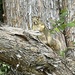 Eastern Fox Squirrel