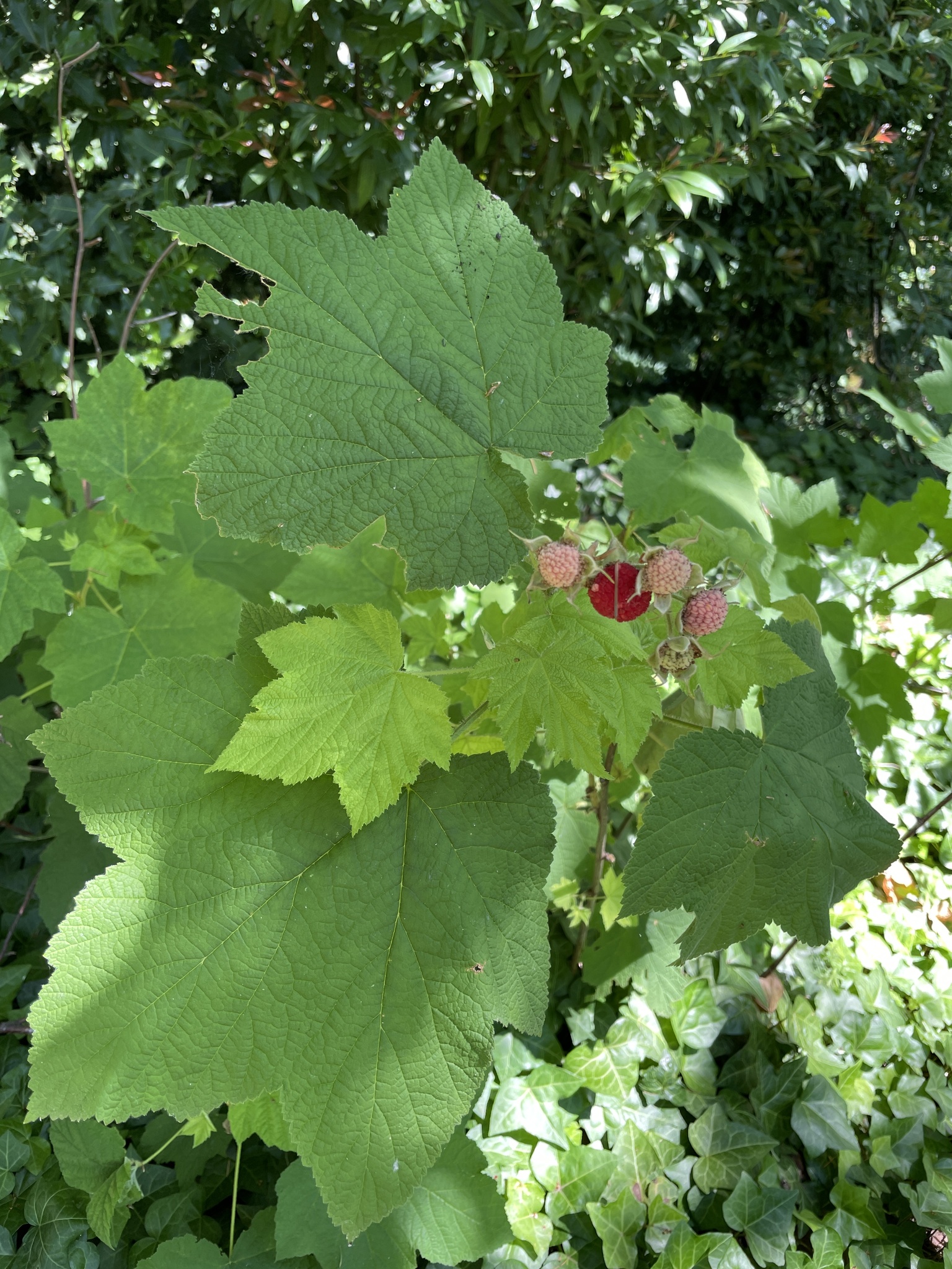 Rubus parviflorus