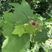 thimbleberry