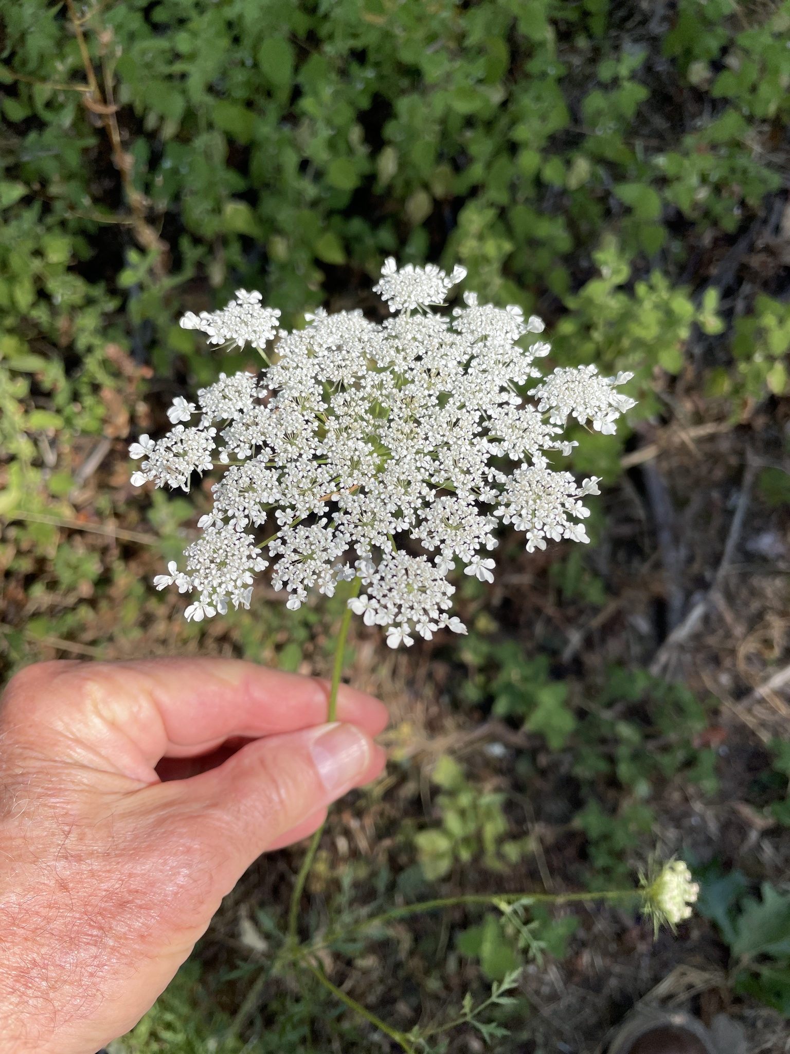 Daucus carota