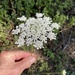 wild carrot
