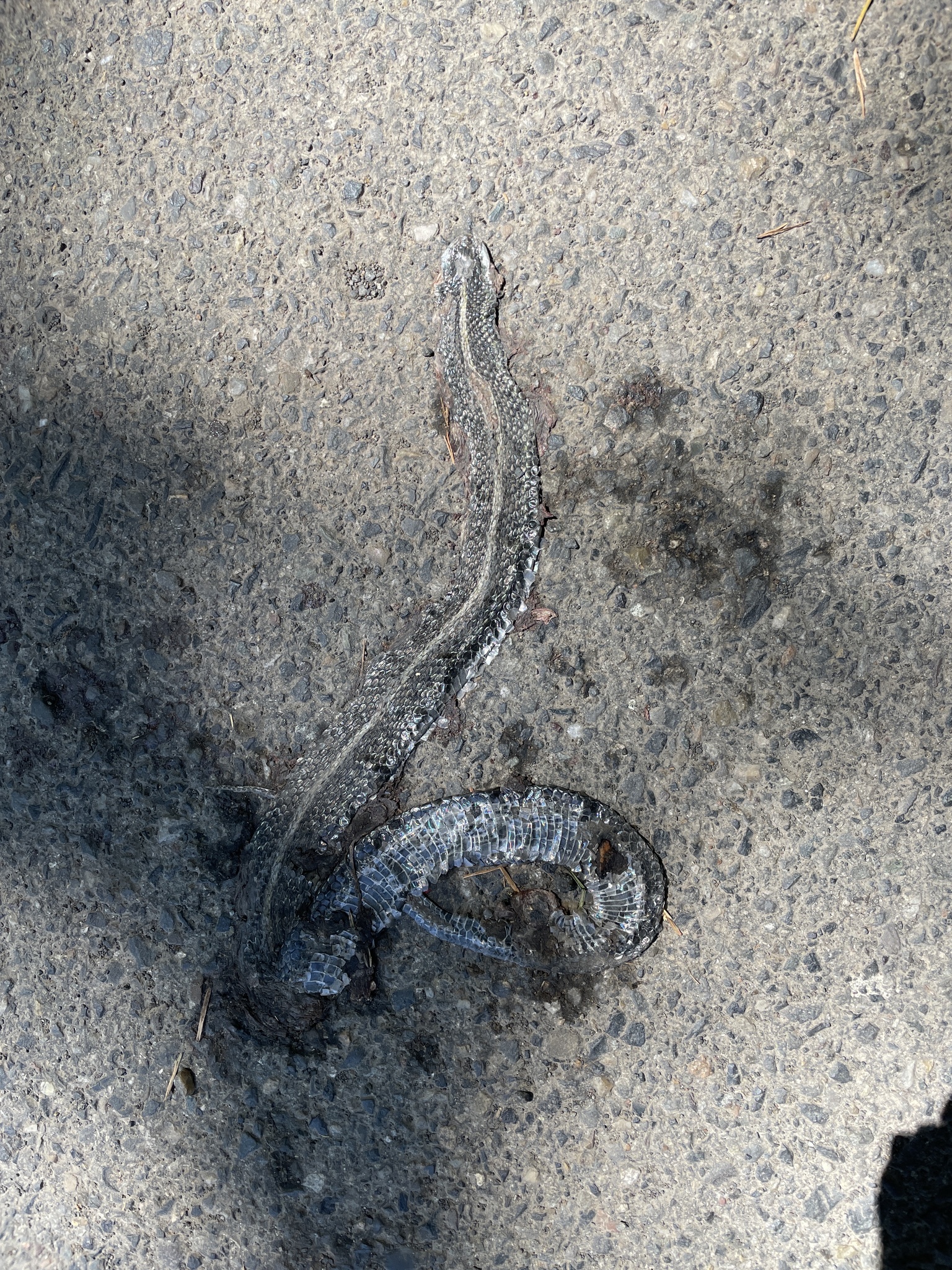 Thamnophis ordinoides