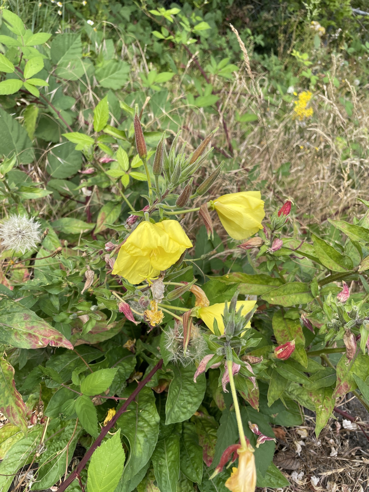 Oenothera glazioviana