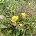 Large-flowered Evening-primrose