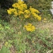 ragwort