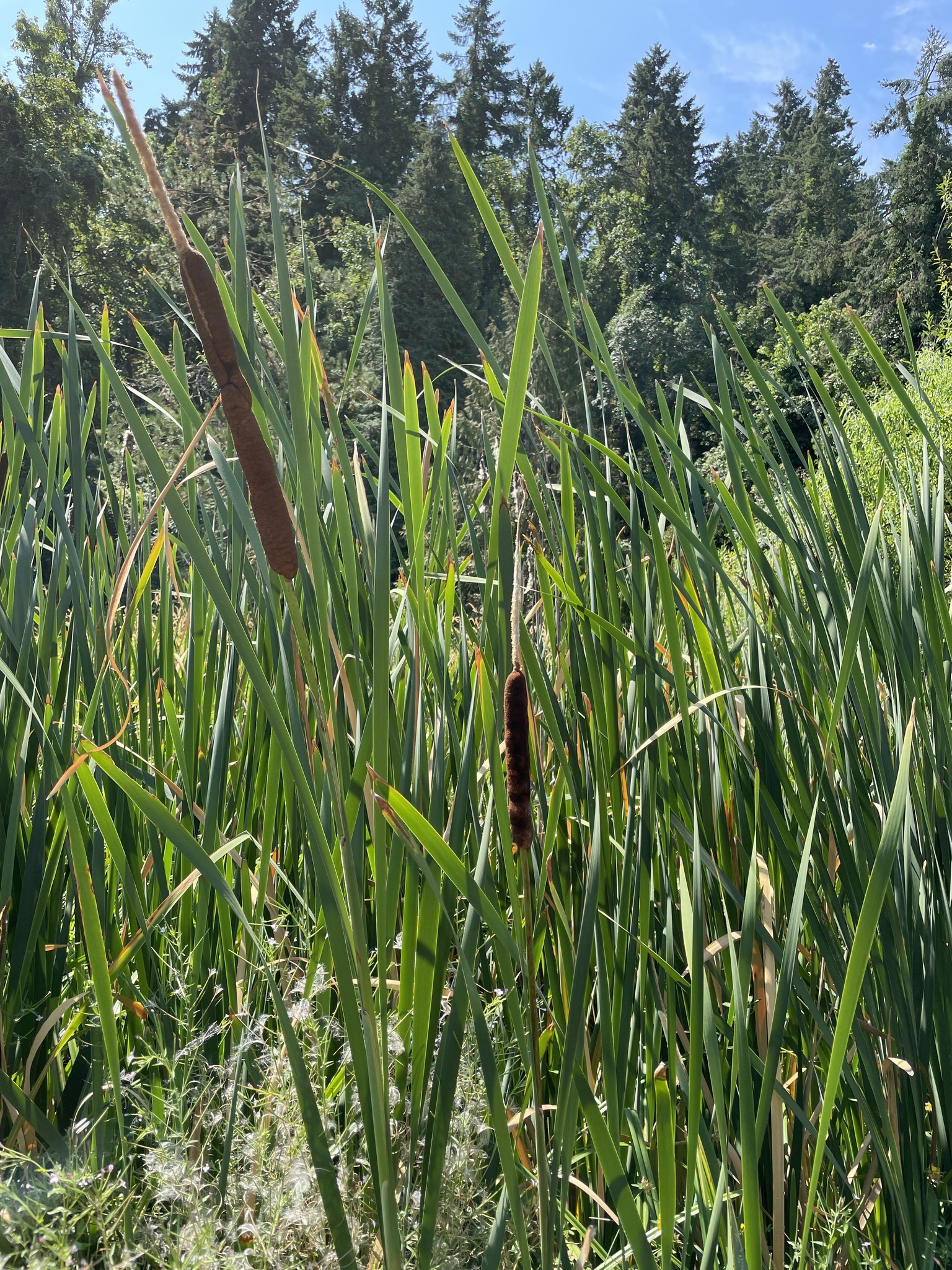 Typha latifolia