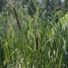 broadleaf cattail