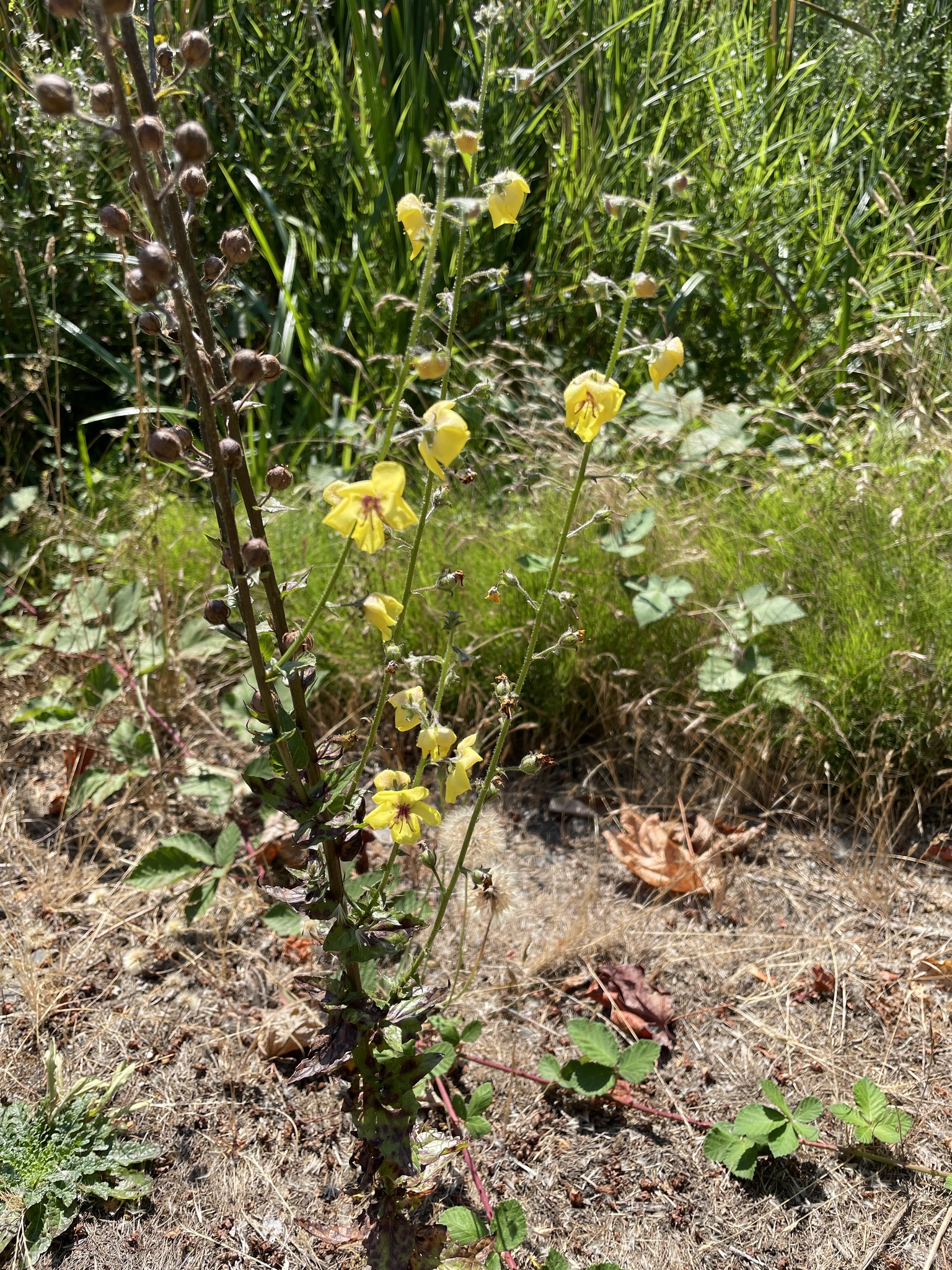 Verbascum blattaria
