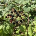 Armenian Blackberry