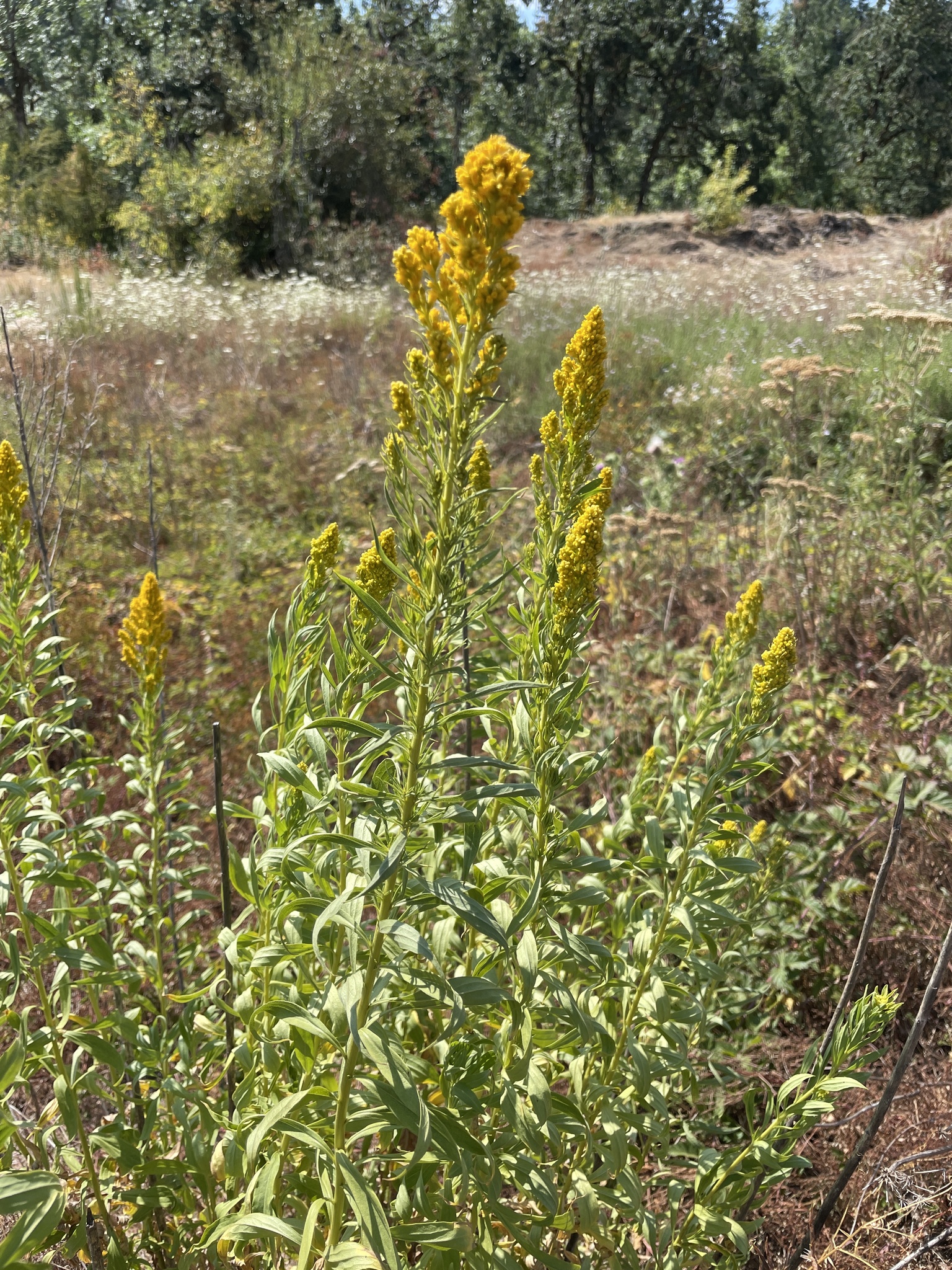 Solidago