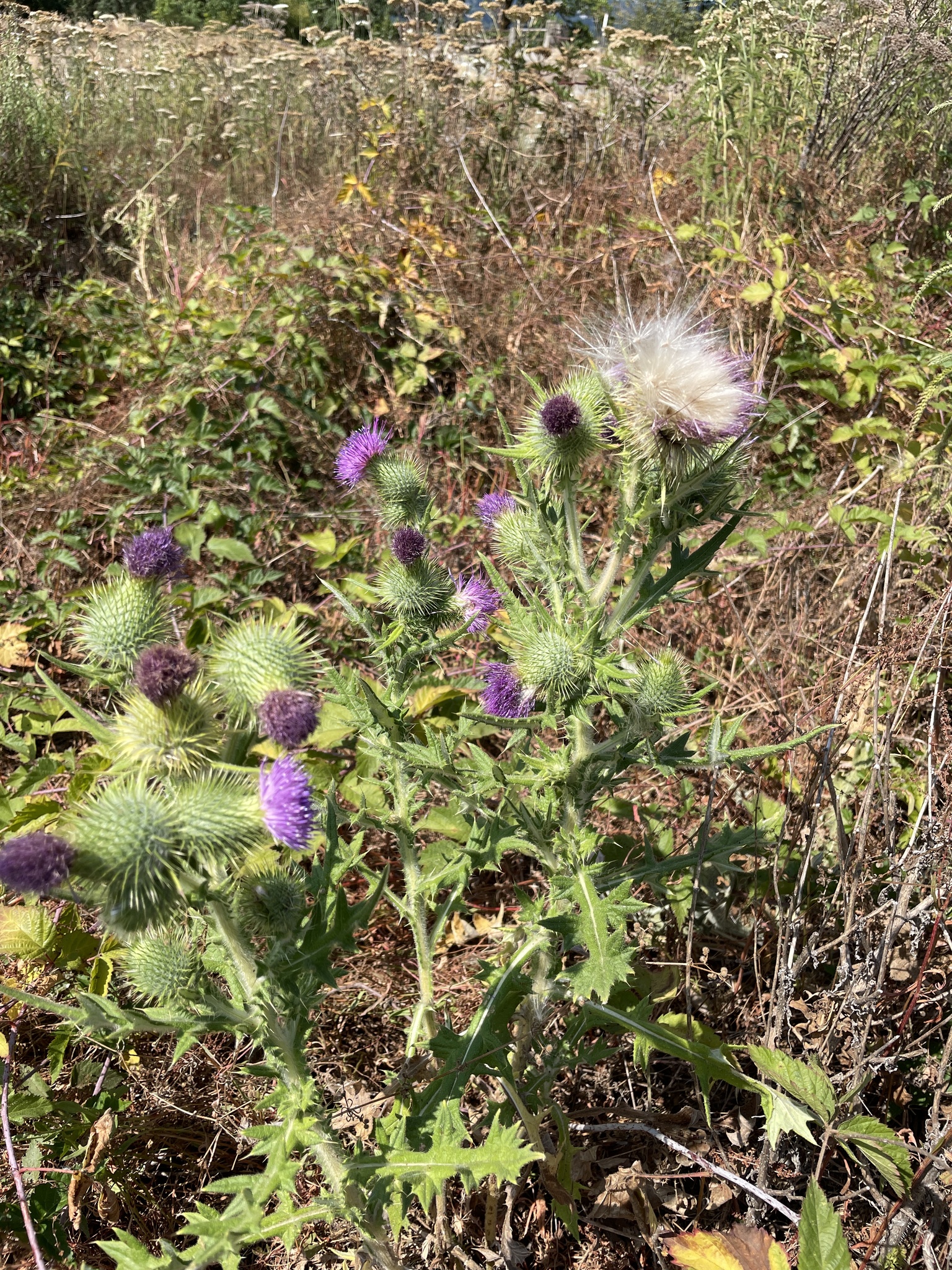 Cirsium vulgare