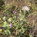 Bull Thistle