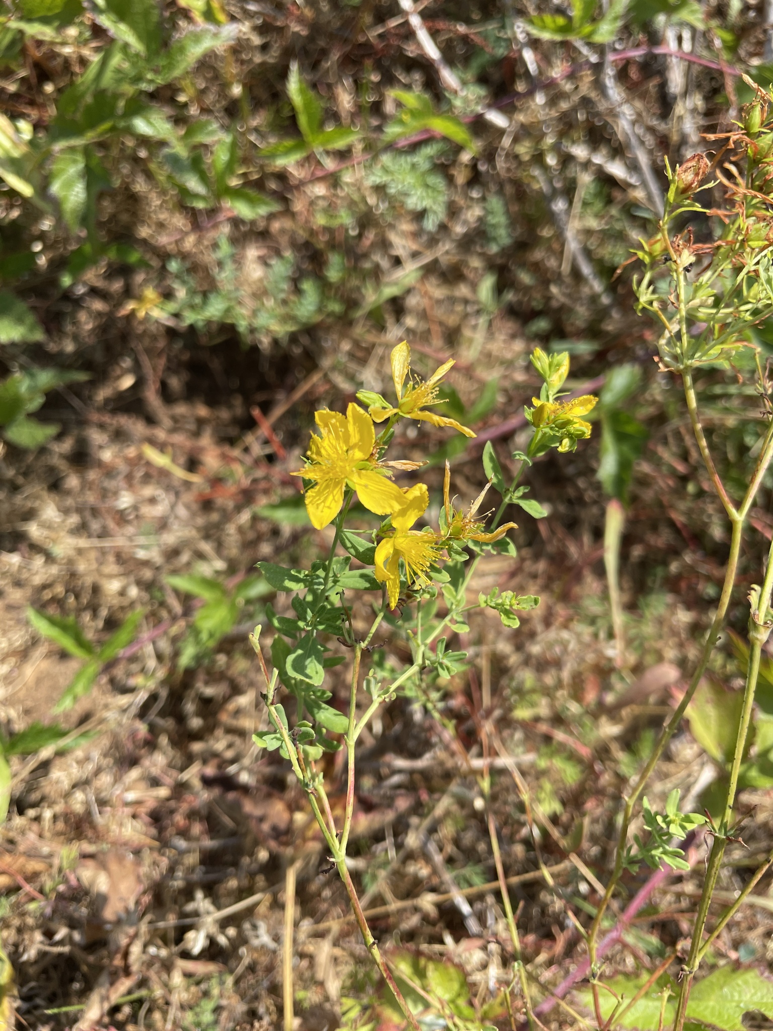 Hypericum perforatum