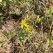 Common St. John's Wort