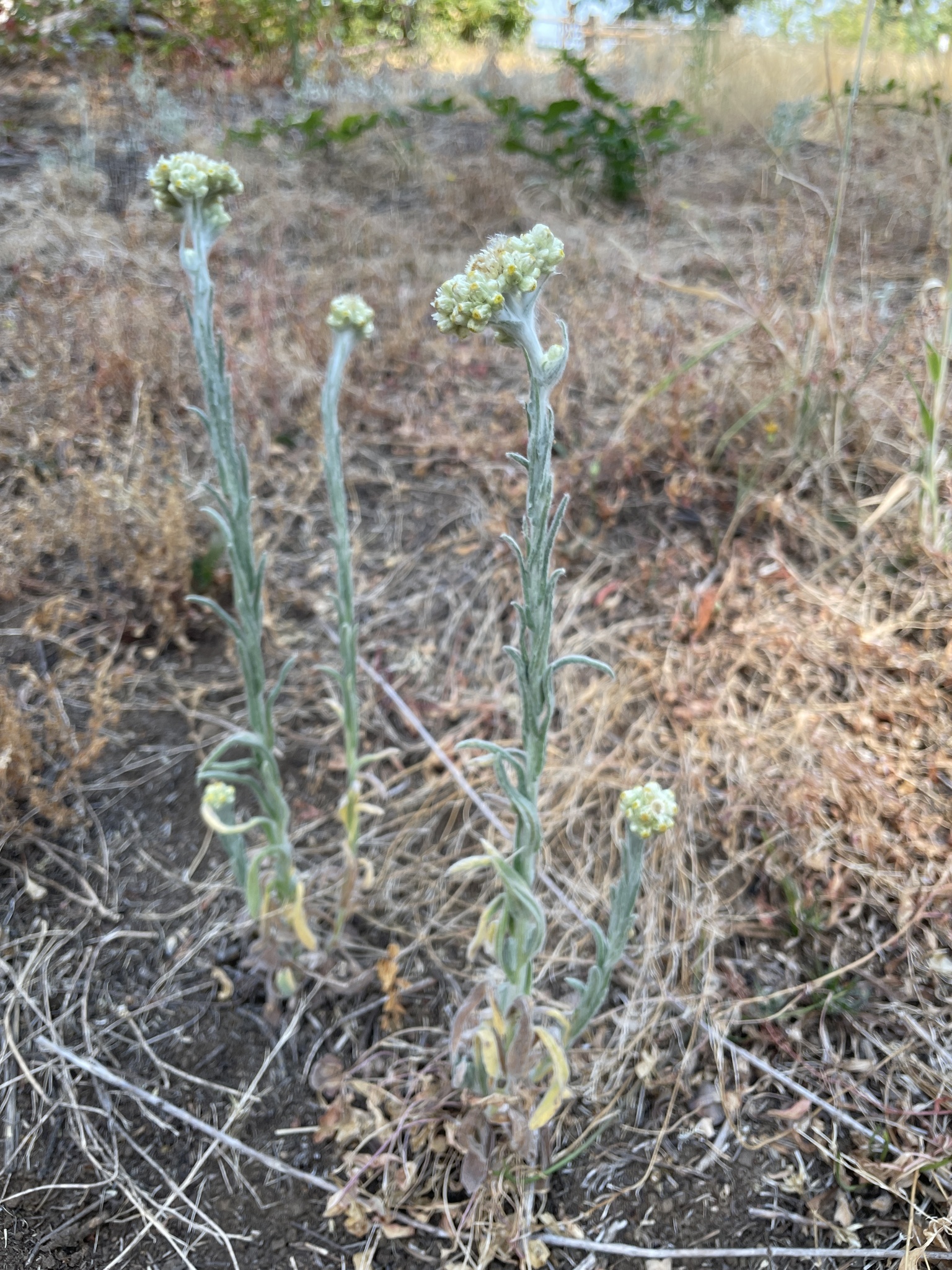 Pseudognaphalium stramineum