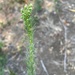 horseweed