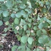 Common Snowberry