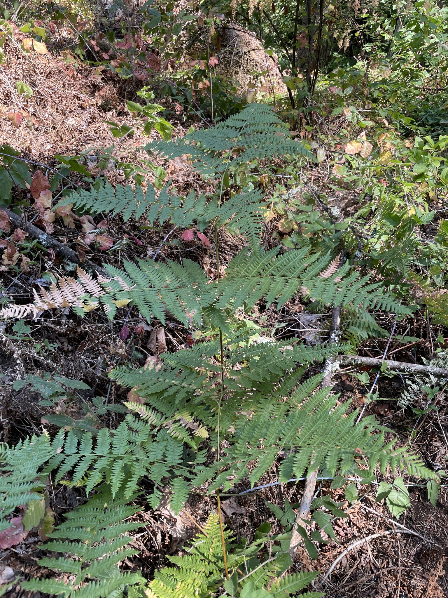 Pteridium aquilinum