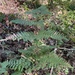 common bracken