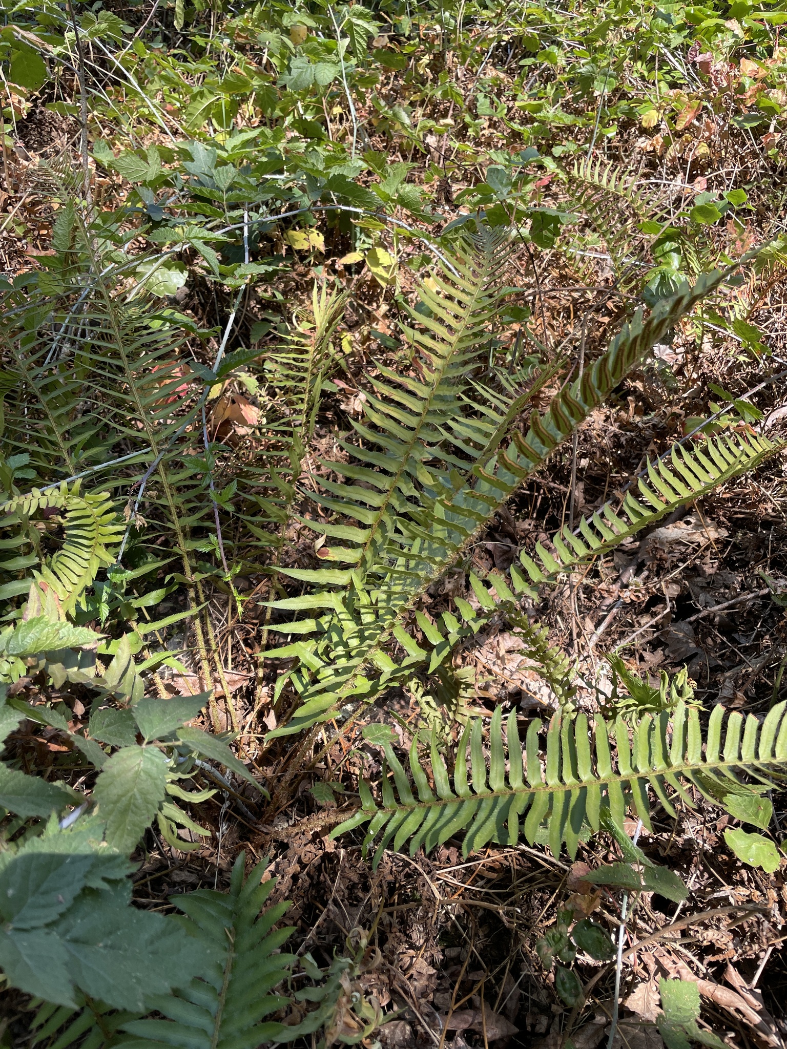 Polystichum munitum