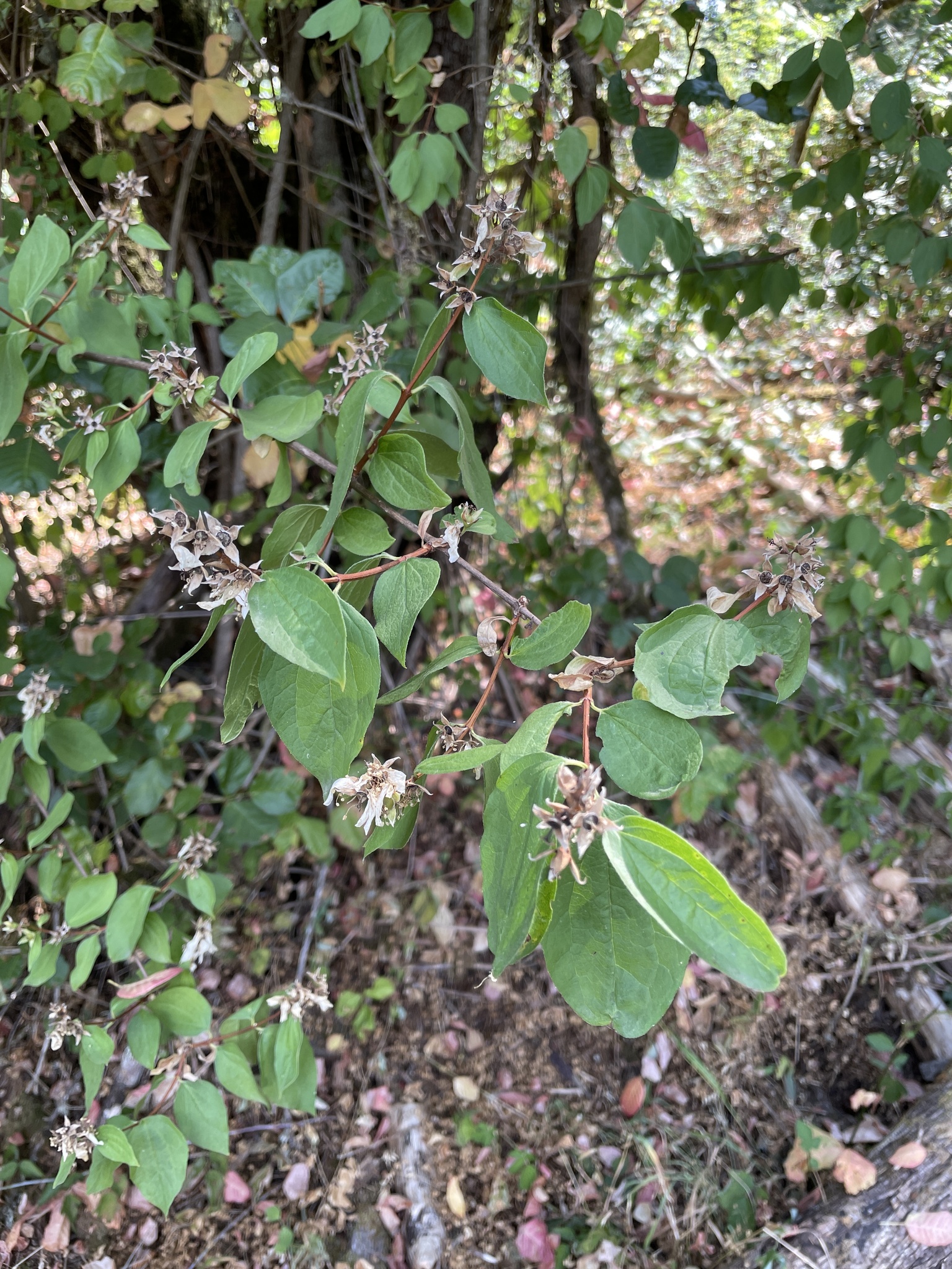 Philadelphus lewisii