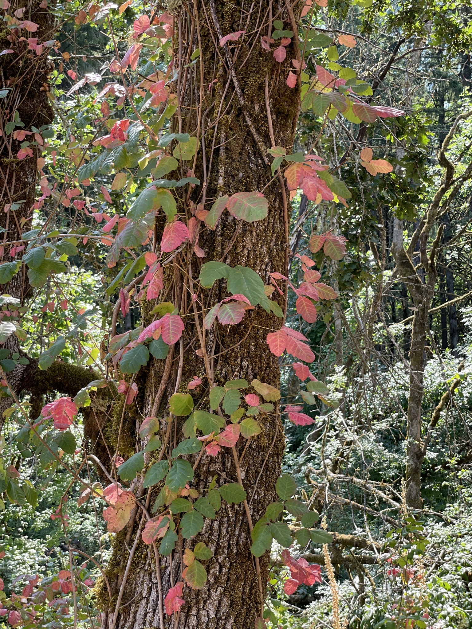 Toxicodendron diversilobum
