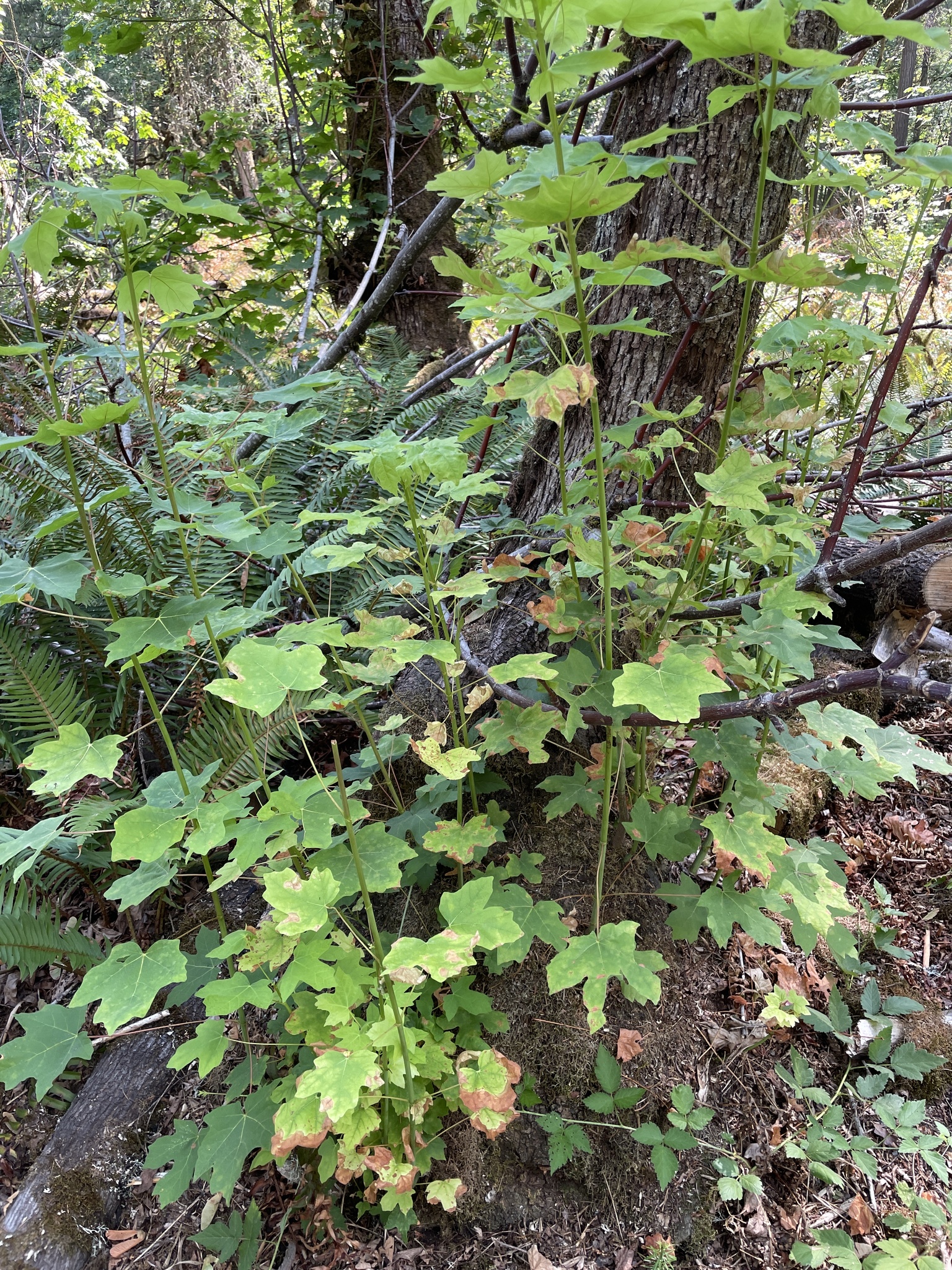 Acer macrophyllum