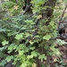 bigleaf maple
