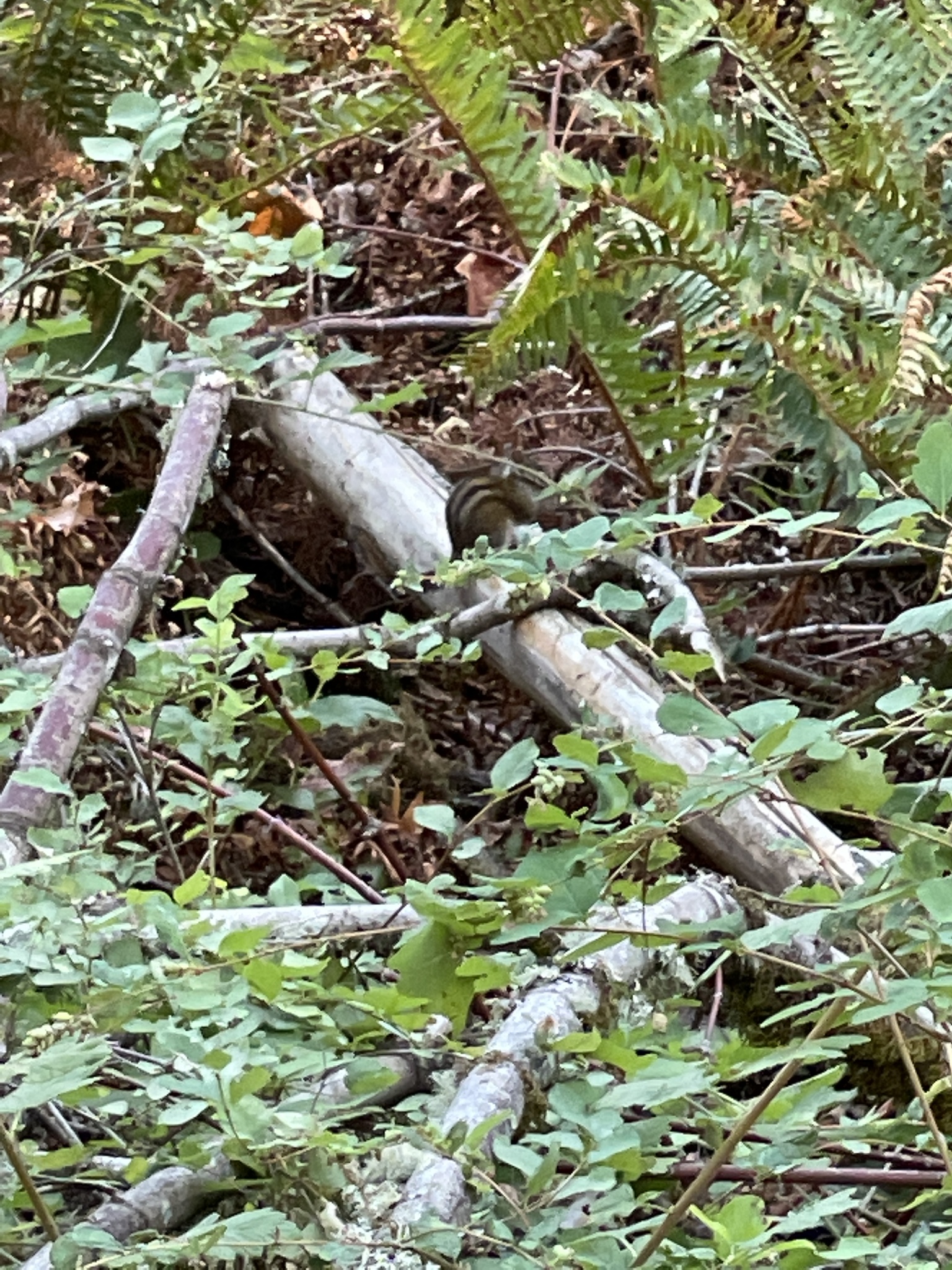 Neotamias townsendii